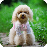 Dog Wallpapers