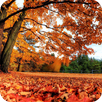 Romantic Autumn Wallpapers APK