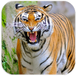 Tiger sounds