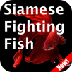 Siamese Fighting Fish APK
