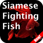 Siamese Fighting Fish icon
