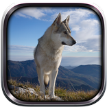 Wild Wolf Simulator 3D 2015