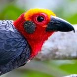 ”Sabah Birds