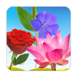Bloem Flash Kaarten