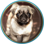 Cute Puppies Live Wallpaper