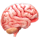 VR Human Brain