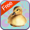 Duck Games for Toddlers - Free APK