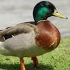 Ducky Bhai APK