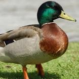 Ducky Bhai