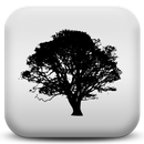APK Forest Sounds to Relax