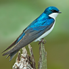 Swallow Bird Simulator APK