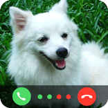 Call From Little Dog