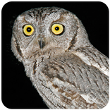 Owl Sound At Night