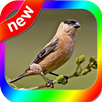 canto Caboclinho APK