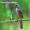 Trinca Ferro Fêmea Macheando APK