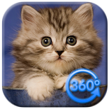 VR Cute Cats 360