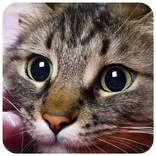 Cats Puzzle