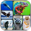Animals Sounds APK