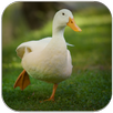 Duck Sounds APK