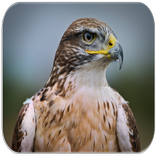 Hawk Sounds