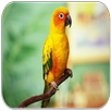Lovebird sounds APK