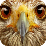 Animals Sound Box PRO