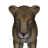 Safari Slots
