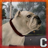 Bulldog peligroso