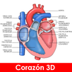 anatomia APK