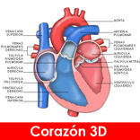 anatomia