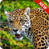 Leopard Hunter APK