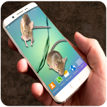 Mouse In Phone - Prank
