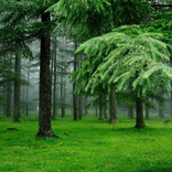 Forest New Jigsaw