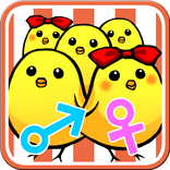 Classify The Chick!!