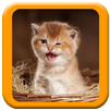 Cats Everywhere APK