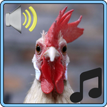 Rooster Sounds
