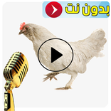 الدجاجة ترقص وتغني مضحك