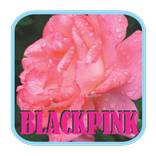 BLACKPINK - Boombayah Mp3
