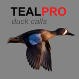 Duck Calls for Teal