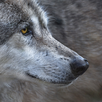 Timber Wolf Sounds & Timber Wolf Calls APK
