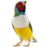Birds Game-For Toddlers