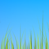 Grass live wallpaper APK