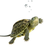 Animals Jigsaw Puzzles Game