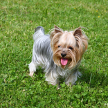 Dogs and Puppies Live Jigsaw Puzzles Game