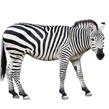 Mix Animals Jigsaw Puzzles Game
