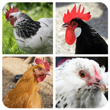 Hen matching game