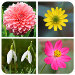 Flower Game
