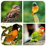 Bird Puzzle Game