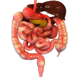 Human Digestive System 3D