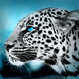 Blue Eyes Atom Theme
